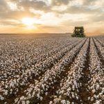 Plantação de algodão brasileiro para exportação com colheita mecanizada em larga escala