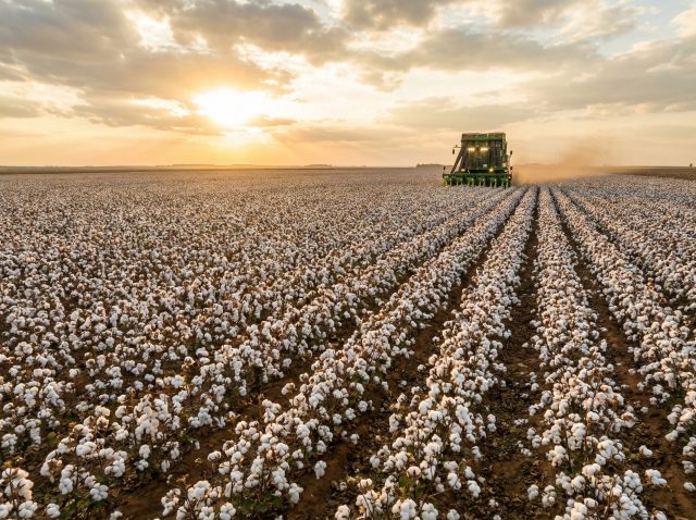 Plantação de algodão brasileiro para exportação com colheita mecanizada em larga escala